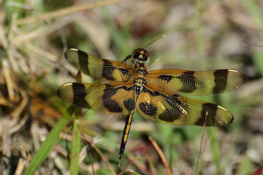 063 2015-01272951 Lakes Regional Park, Fort Myers, LA.JPG - Halloween Penant Dragonfly. Lakes Regional Park, Fort Myers, LA, 1-27-2015